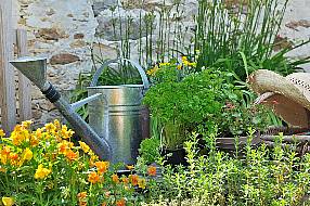 Growing Herbs: Simple Tips And Tricks To Ensure Your Plants Thrive