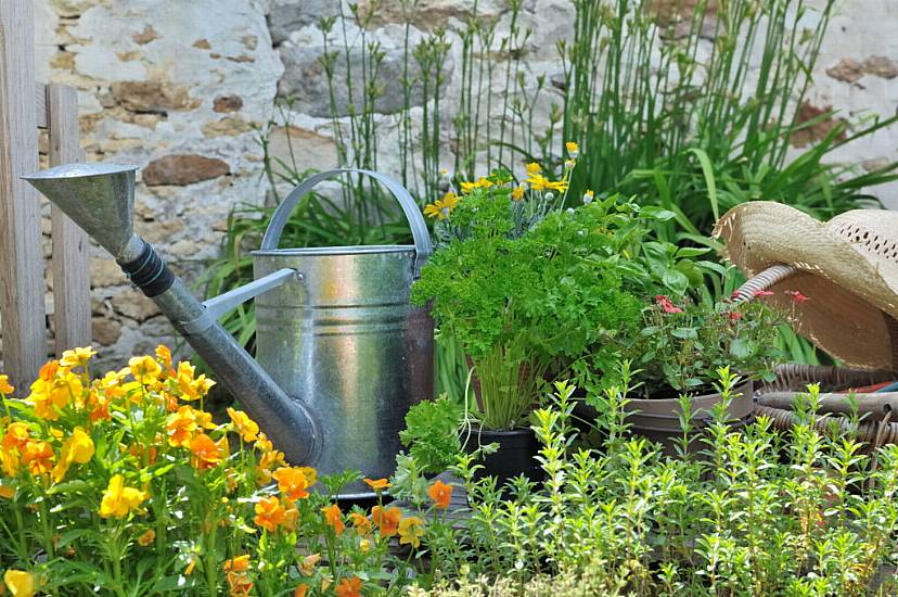 Growing Herbs: Simple Tips And Tricks To Ensure Your Plants Thrive