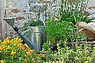 Growing Herbs: Simple Tips And Tricks To Ensure Your Plants Thrive