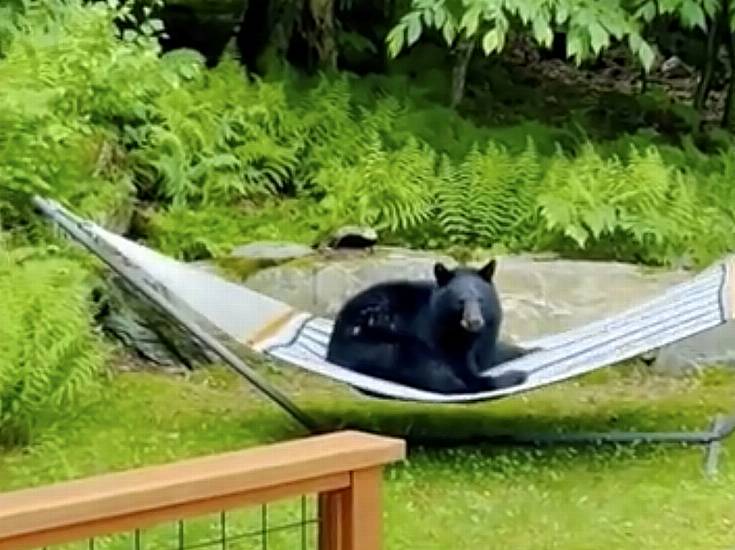 Young Bear Spotted Relaxing On Hammock In Vermont Garden