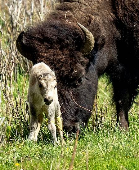 Reported Birth Of Rare White Buffalo Calf ‘Fulfils Tribal Prophecy’