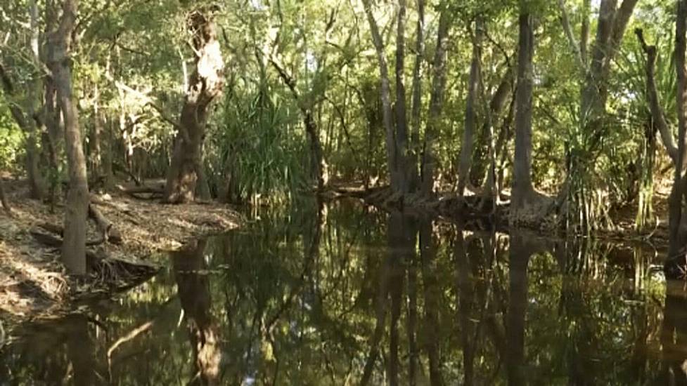 Australian Rangers Shoot 14Ft Crocodile That Killed Girl Swimming In Creek