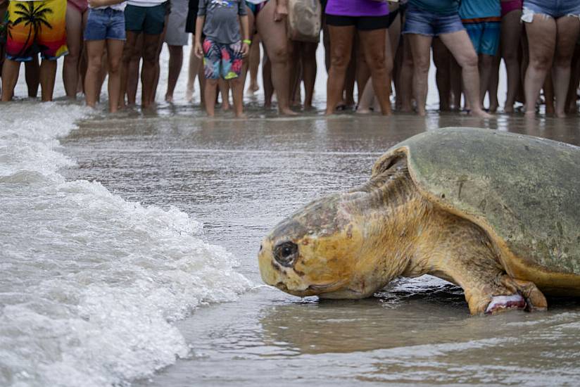 Loggerhead Sea Turtle Returns To Atlantic Ocean After Rehabilitation In Florida