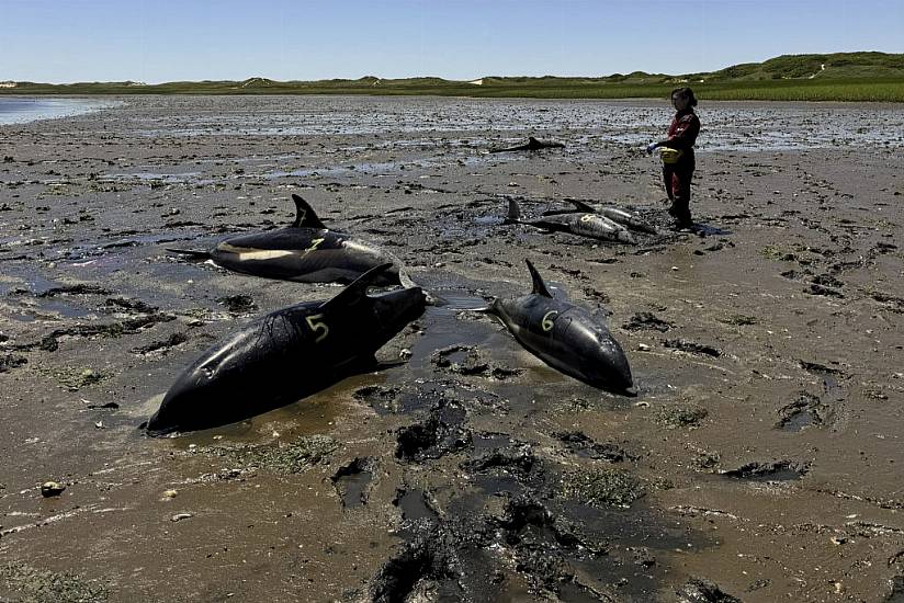 Mass Stranding Of Dolphins On Cape Cod Coastline Largest In Us History