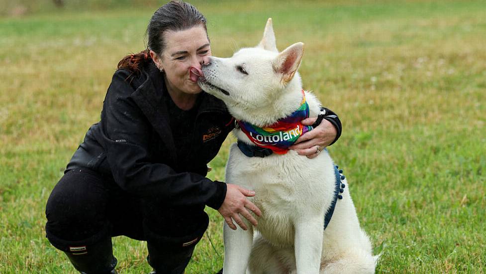 Dspca Reports Surge In Multiple Breeds Of Teenage Dogs Being Surrendered