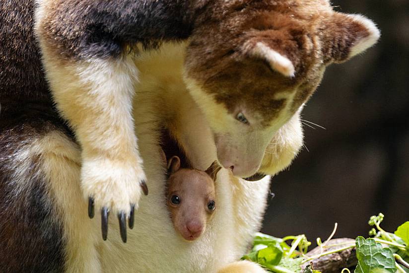 Baby Tree Kangaroo Peeks Out Of Mother’s Pouch At Bronx Zoo