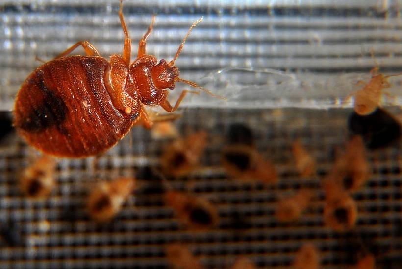 Supporters Travelling To Paris Olympics Warned Over Bed Bugs