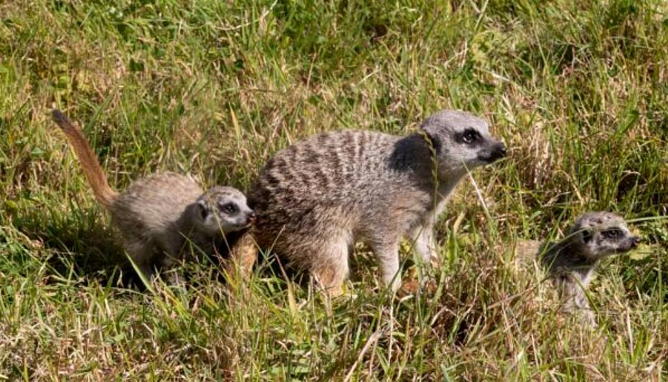 Fota Wildlife Park Announces Arrival Of Two New Meerkat Pups