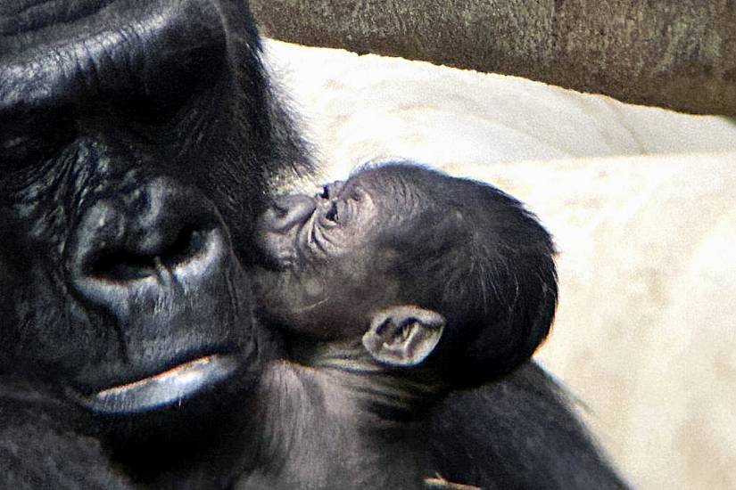 Baby Gorilla Born At Detroit Zoo