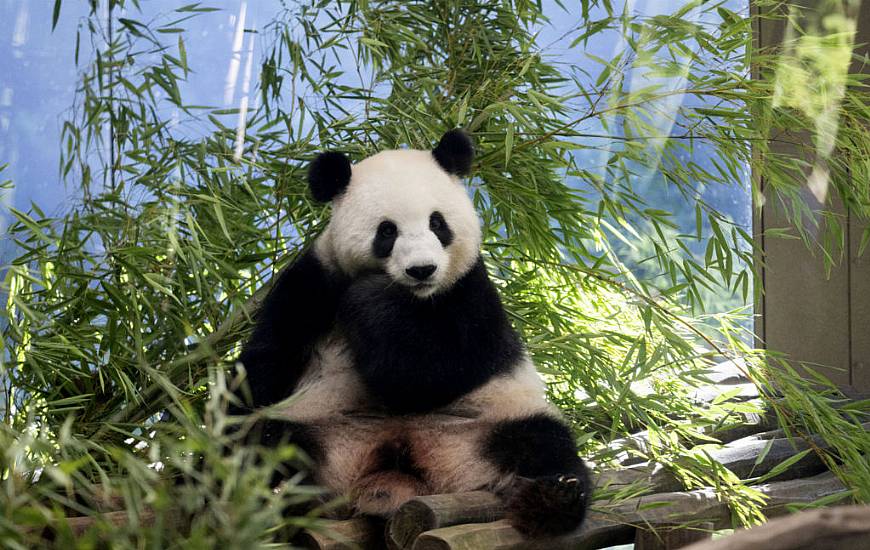 Berlin Zoo Hoping For More German-Born Giant Pandas As Scan Confirms Pregnancy