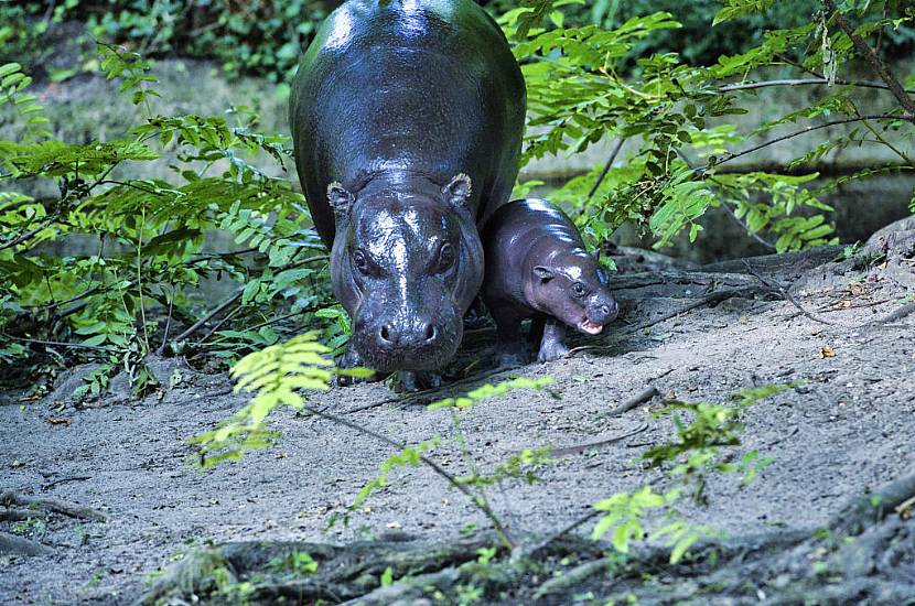 Berlin’s Newest Pygmy Hippo Makes Her Debut