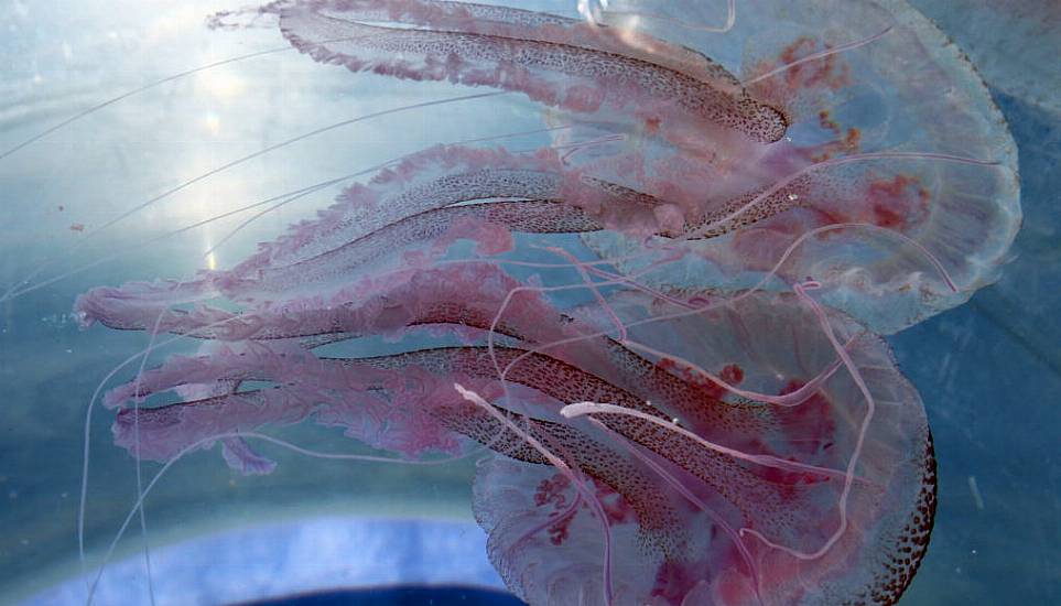 Warning After Person Injured Following Influx Of Mauve Stinger Jellyfish In Donegal