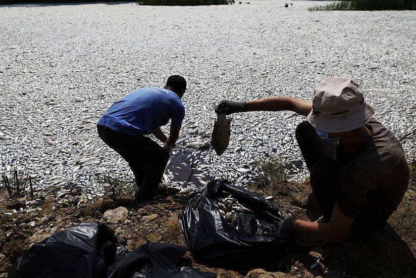 Millions Of Dead Fish Clog Bay In Die-Off Linked To Climate Change