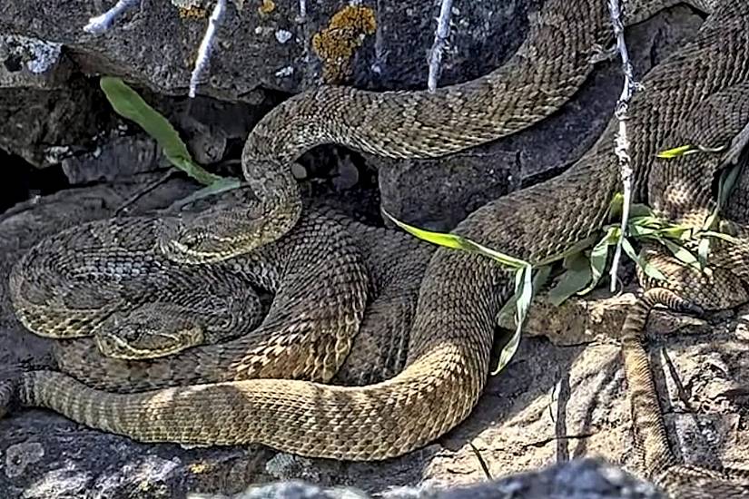 Scientists Use Video To Monitor ‘Mega-Den’ Of Hundreds Of Rattlesnakes