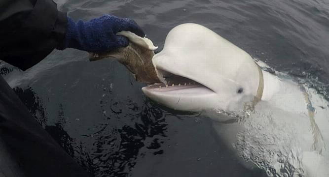 Beluga Whale Rumoured To Be Russian Spy Found Dead