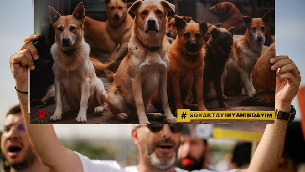 Thousands Of Turks Protest Against Controversial Law To Remove Stray Dogs