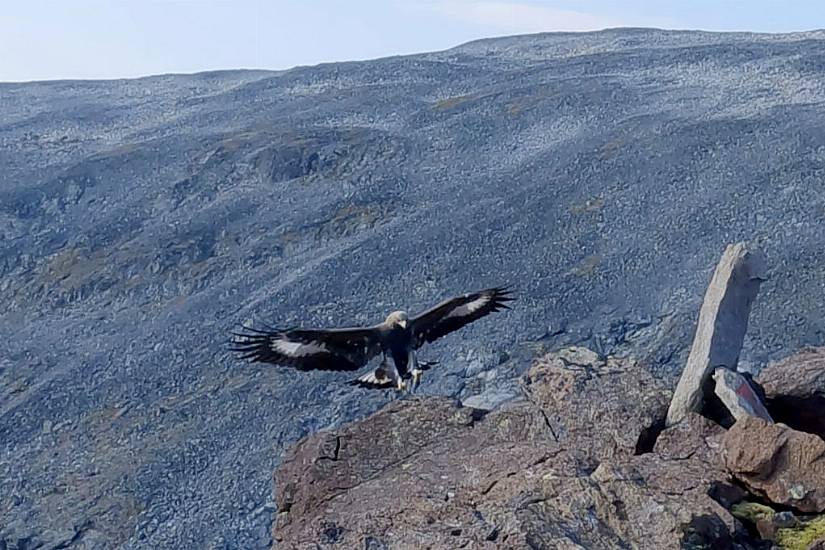 Golden Eagle Which Attacked Toddler In Norway ‘Likely Had Behavioural Disorder’