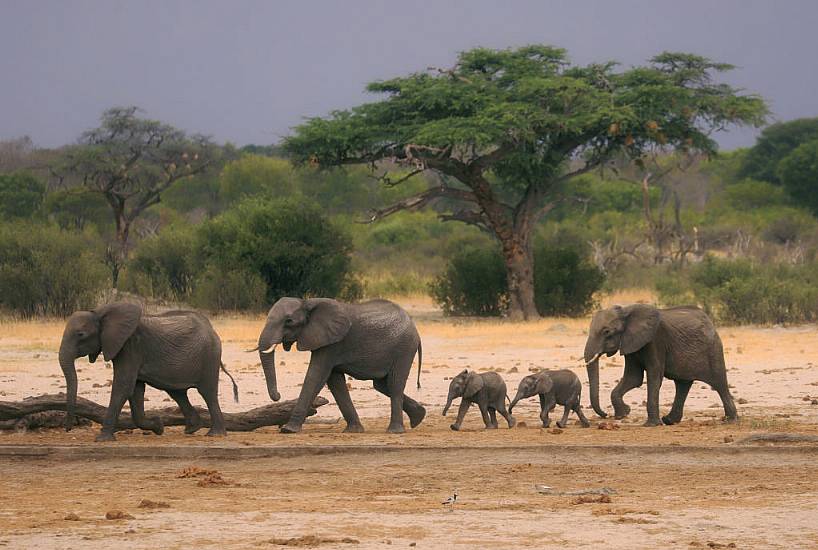 Zimbabwe And Namibia Will Kill Scores Of Elephants To Feed People Facing Drought