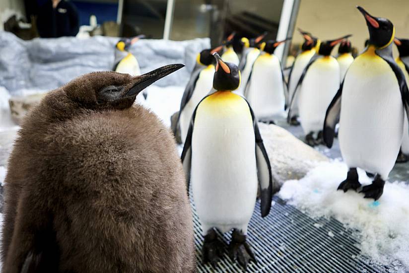 Huge Penguin Chick At Australian Aquarium Becomes Social Media Sensation