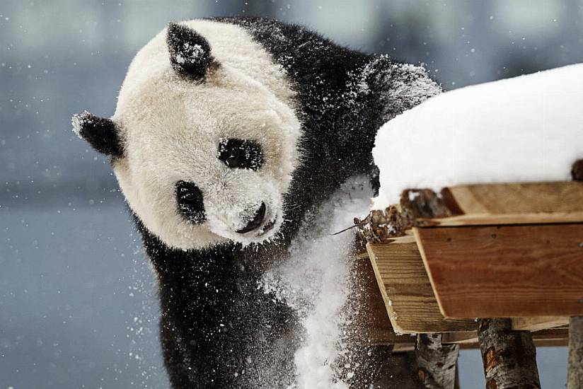 Zoo In Finland Returning Giant Pandas To China As They Are Too Expensive To Keep