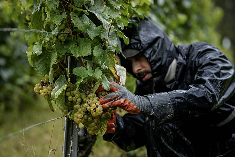 Harsh Weather As Climate Changes Brings Challenges To French Wine Country