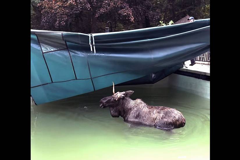 Moose Rescued From Swimming Pool In New Hampshire