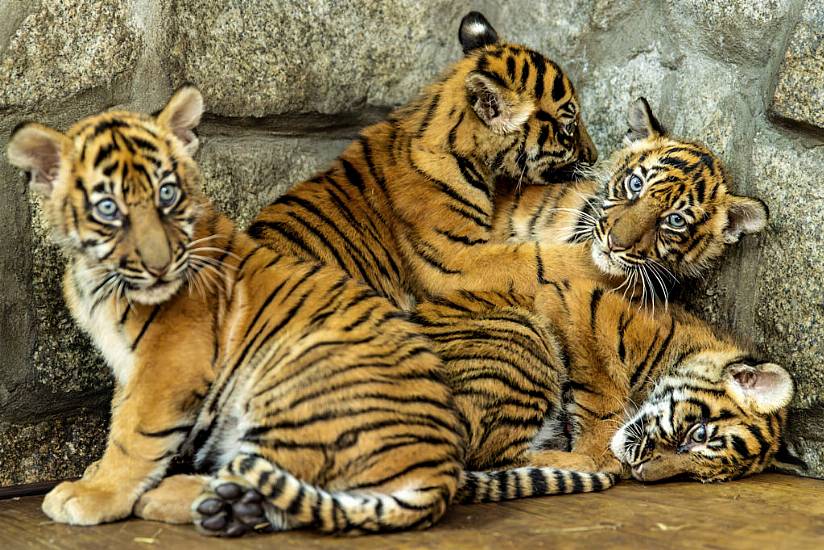 Polish Zoo Celebrates Birth Of Four Sumatran Tiger Cubs