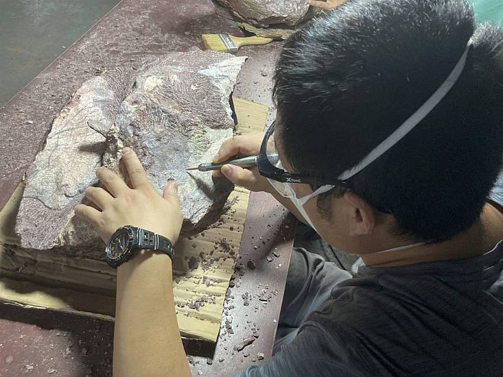 Hong Kong Discovers Dinosaur Fossils For The First Time