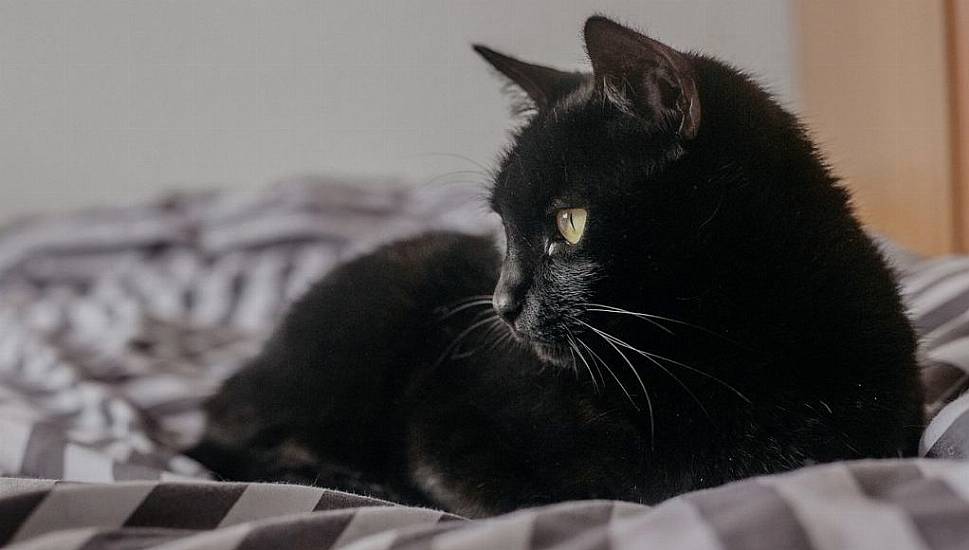 Dspca Asks People To Look Past Superstition And Adopt Black Cats