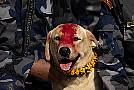 In Pictures: Treats For Beloved Dogs In Nepal’s Annual Kukur Puja Festival