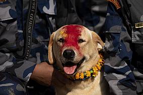 In Pictures: Treats For Beloved Dogs In Nepal’s Annual Kukur Puja Festival