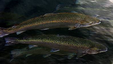 Applications For Licences For €8.9M Cork Salmon Farm Must Be Reconsidered, Court Rules