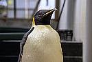 First Emperor Penguin Known To Reach Australia Found On Tourist Beach