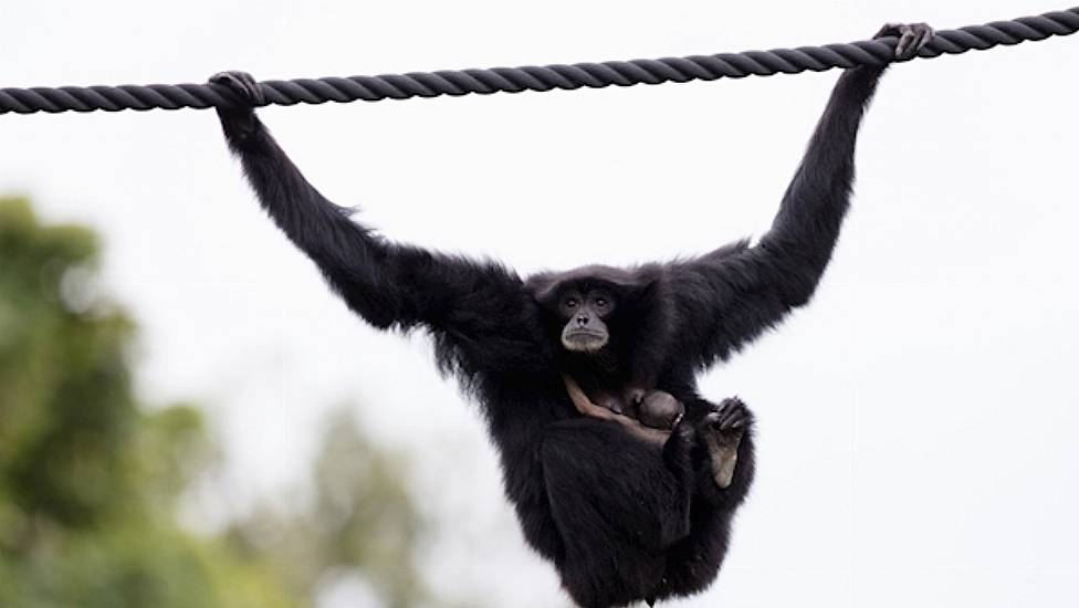 New Baby Siamang Born In Dublin Zoo Over The Weekend