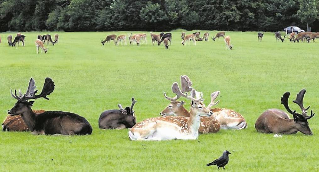 Alternative Methods Called For As 116 Deers Killed In Phoenix Park Since 2019