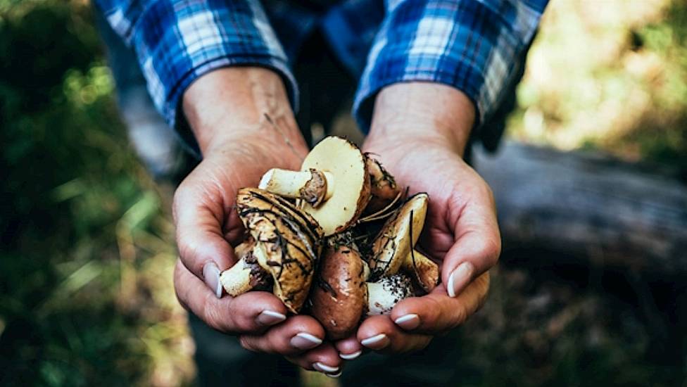 Tipperary Mushroom Plant Shuts With Covid-19 Cases