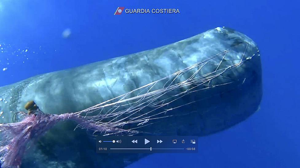 Italian Coast Guard Works To Free Sperm Whale From Fishing Net