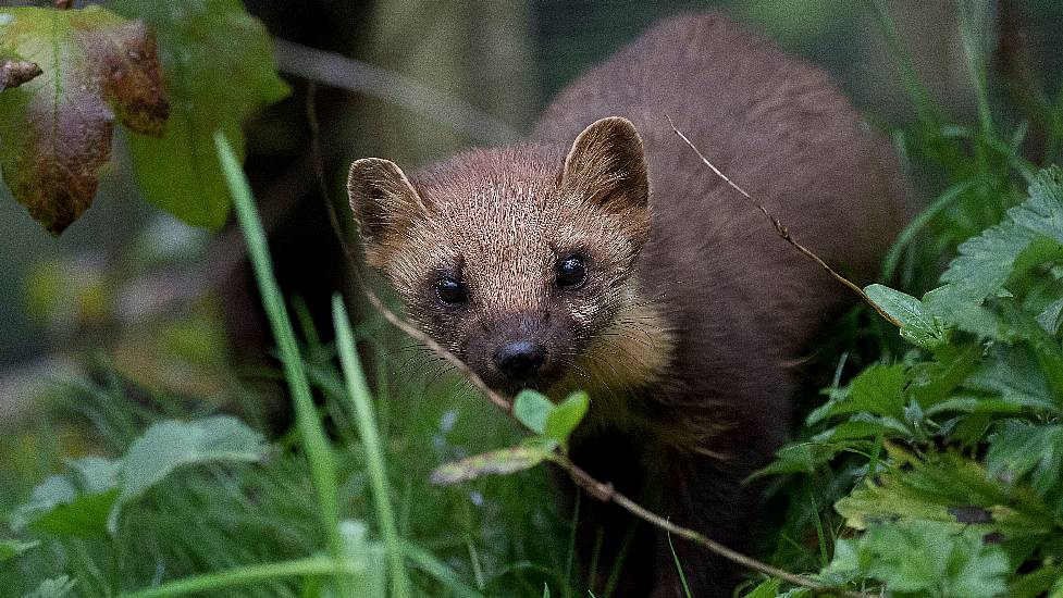 5 Uplifting Rewilding Success Stories From Ireland And The Uk