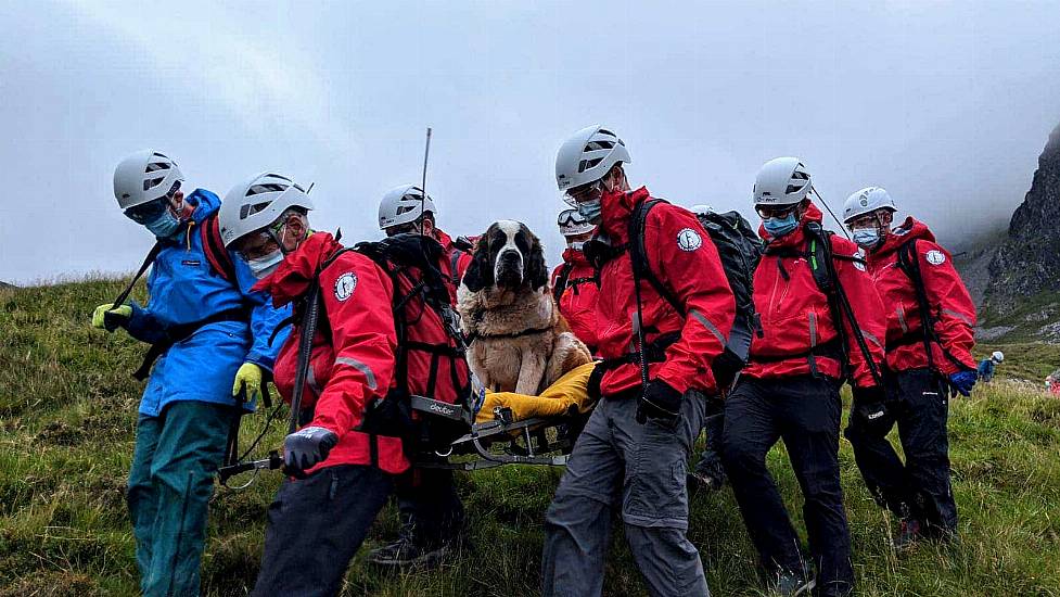 The Rescue Dog That Had To Be Rescued From England’s Highest Mountain