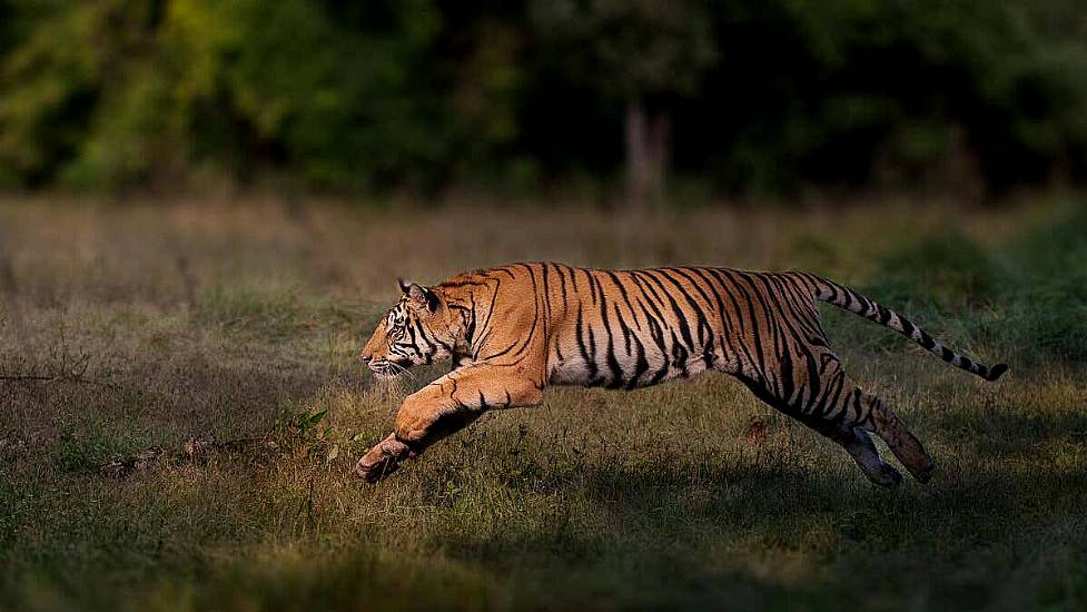 Conservationists Hail ‘Remarkable Comeback’ Of Tigers In Five Countries