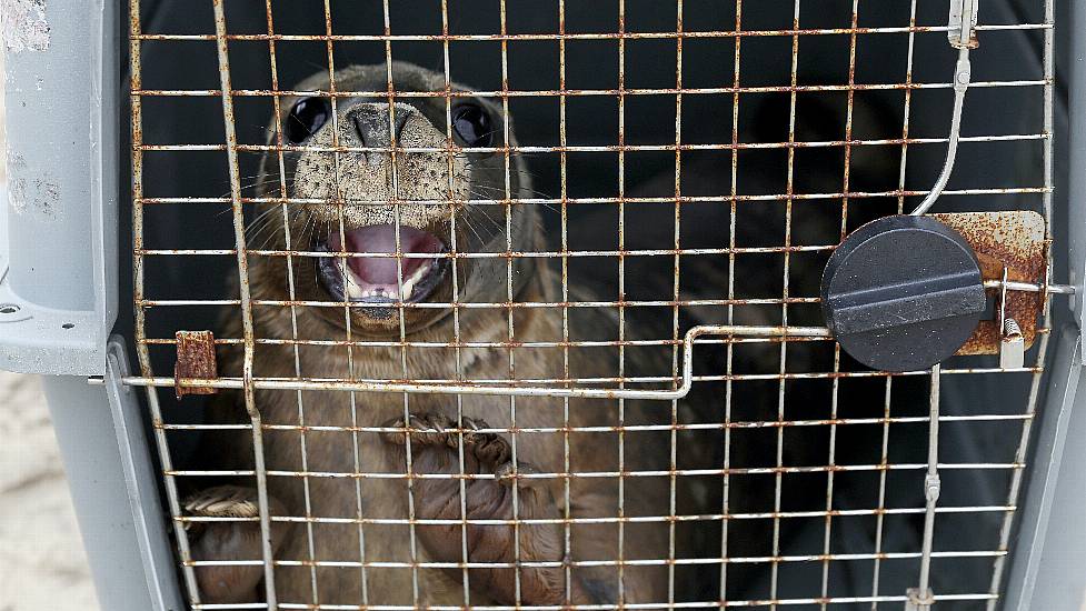 Two Orphaned Seal Pups Released Back Into Wild Off Co Wexford