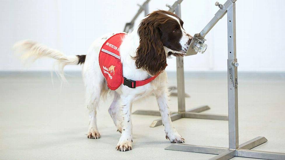 Sniffer Dogs Begin Trials To Detect Covid