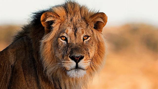 World Lion Day: 9 Things You Never Knew About These Iconic Big Cats