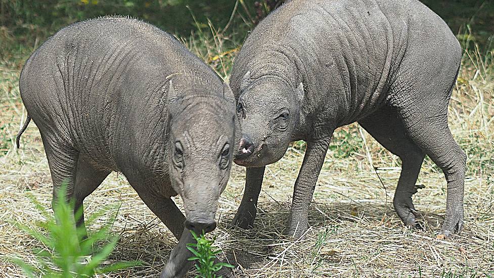 London Zoo Welcomes Arrival Of ‘Ugliest Pigs On Earth’