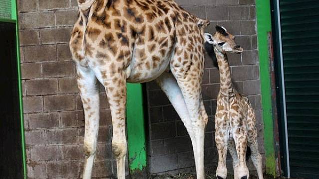 Belfast Zoo Welcomes Baby Giraffe Named 'Ballyclare'