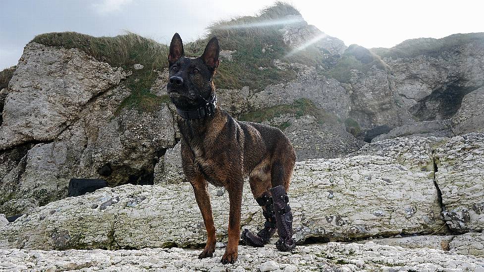 Retired Military Dog Honoured With Medal After Tackling Al Qaida Gunman