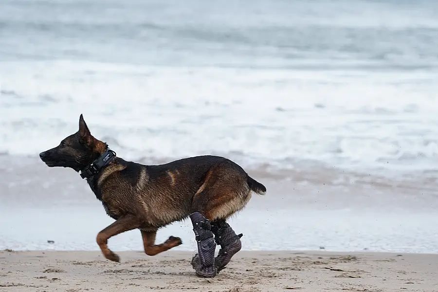 Kuno was fitted with custom-made prosthetic limbs after being badly injured in the incident (PDSA/PA)