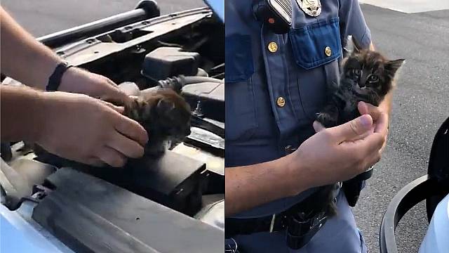 Abandoned Kitten Adopted After Weekend Hidden In Police Car’s Engine