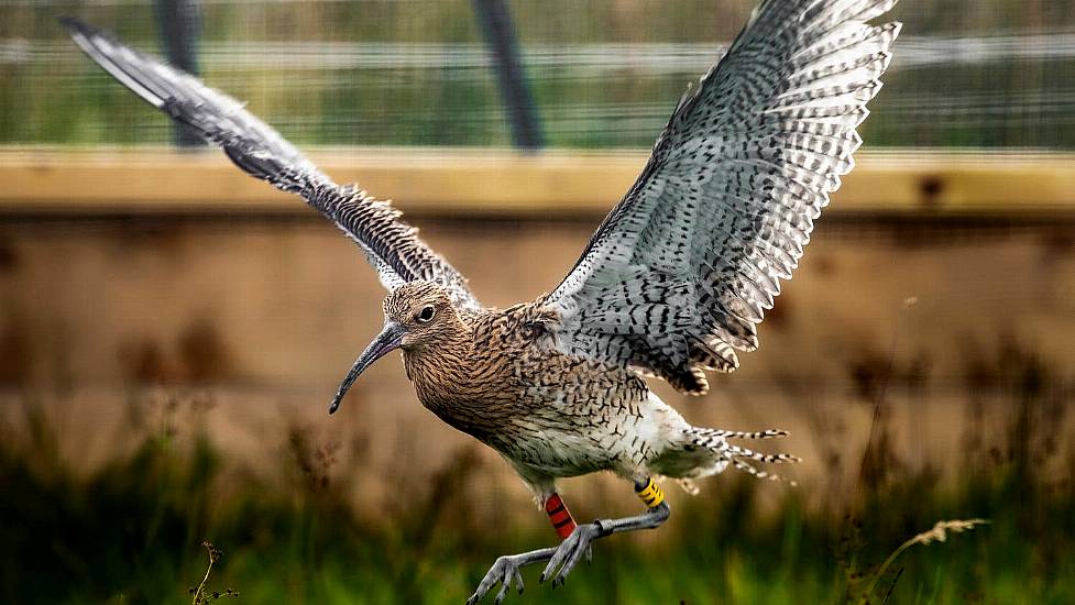 Curlew Chicks Released Into Wild After Rescue From Peatland Fire