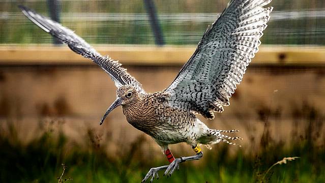 Curlew Chicks Released Into Wild After Rescue From Peatland Fire